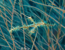 Solenostomus paradoxus (Ornate ghost pipefish). (f/7.1, 1... by E&e Lp 